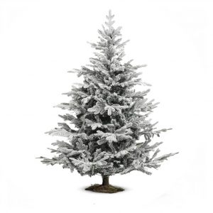 Sapin Enneigé Blanc