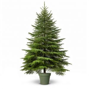 Sapin Épicea en pot