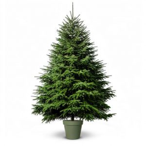 Sapin Nordmann en pot