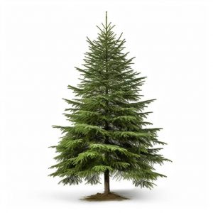 Sapin Épicea
